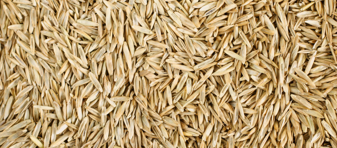 Close-up of grass seed for overseeding and lawn improvement