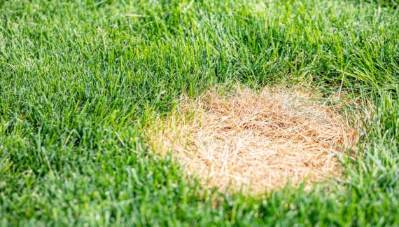 How to fix brown grass in lawn