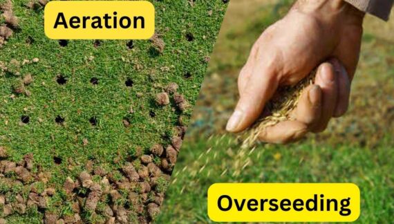 Lawn aeration and overseeding process for healthier grass growth - Core aeration and overseeding techniques