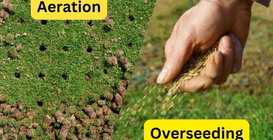 Lawn aeration and overseeding process for healthier grass growth - Core aeration and overseeding techniques